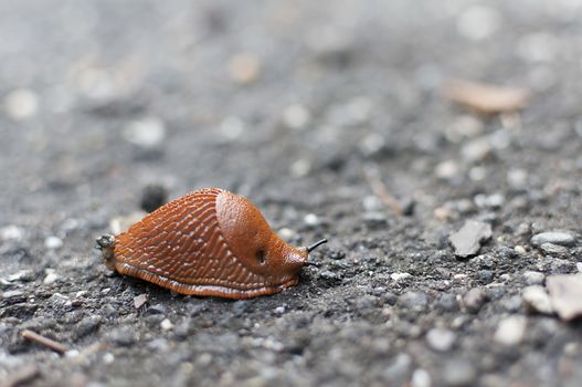 Slug crawling on a road. Dangerous pest
