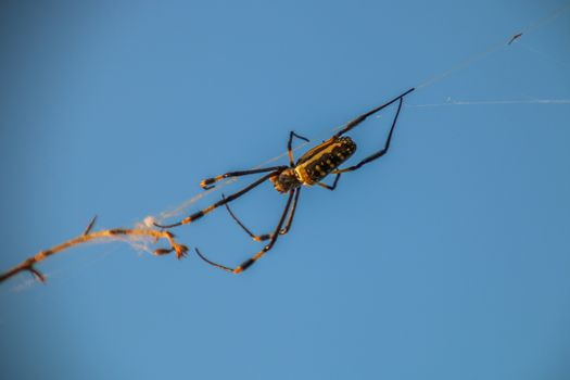 Female golden orb spider in a web in the Selati Game Reserve, South Africa.