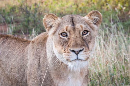 Starring Lioness in the Selati Game Reserve, South Africa.