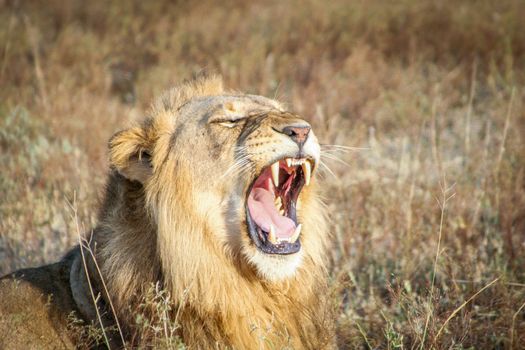 Yawning Lion in the Sabi Sands, South Africa.