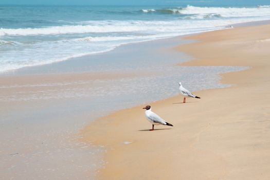 Blurry GOA landscape with sea, waves and birds