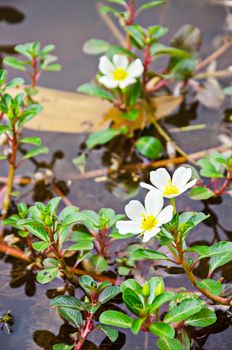 Sunrose willow or Jussiaea repens Linn with flower in water.