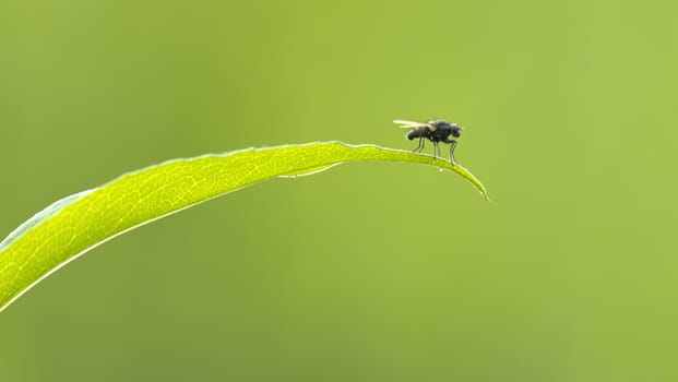 Fly siting on spring grass in sunlight.Shallow depth of field.
