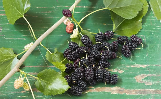 Close up view of group of mulberry with green wood background