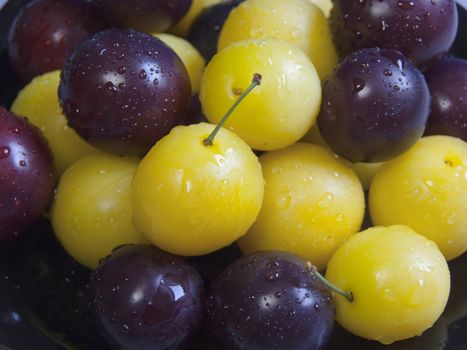 Fresh small yellow and black plums with water drops-selective fokus