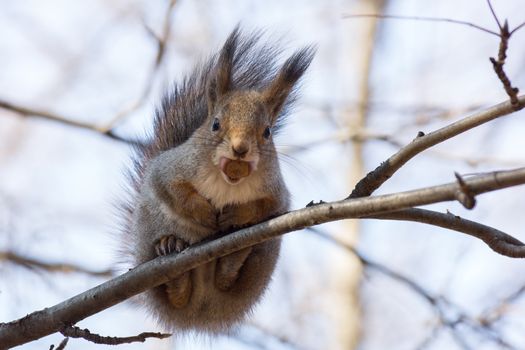 the photograph shows a squirrel on a tree