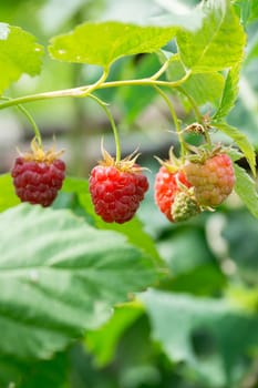 The photo shows the raspberry bushes with berries