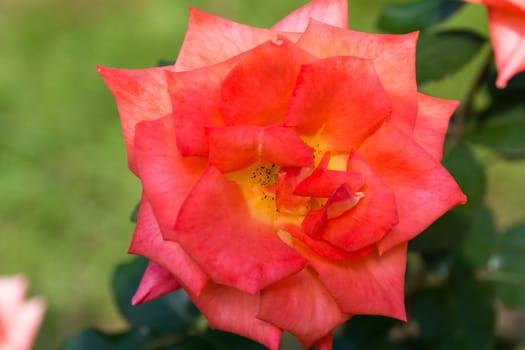 The photograph shows a blooming red rose