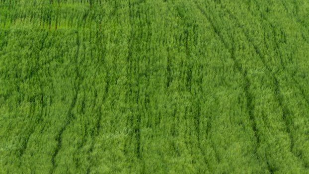 the green wheat field in spring time