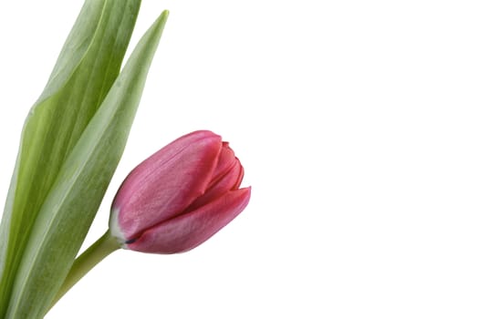 Red tulip isolated over white background