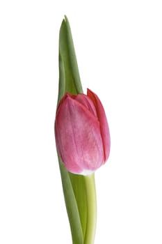 Red tulip isolated over white background