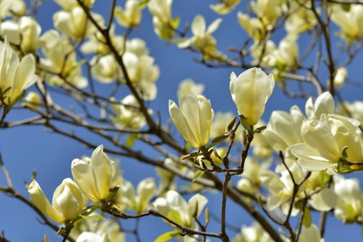 Yellow bird magnolia at spring