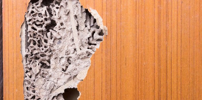 the wood door with termites damage
