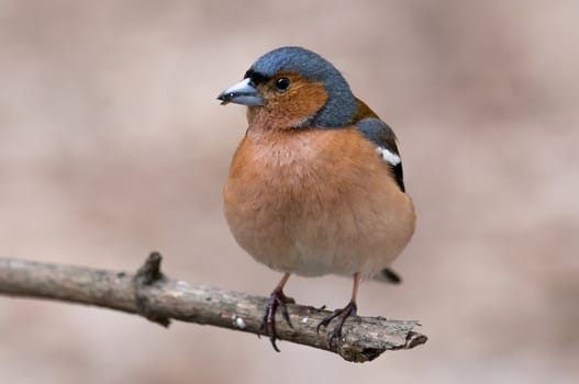 The photo depicts a finch on a branch