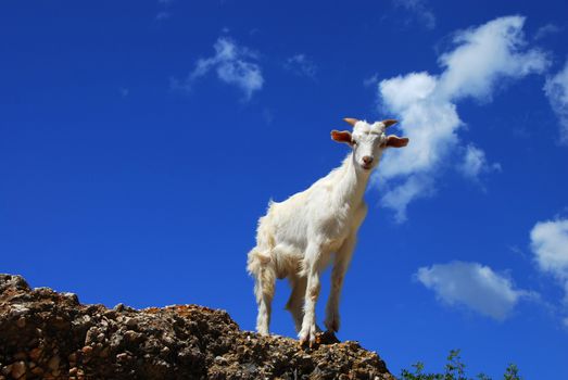 portrait of one white goat standing on rock over blue sky