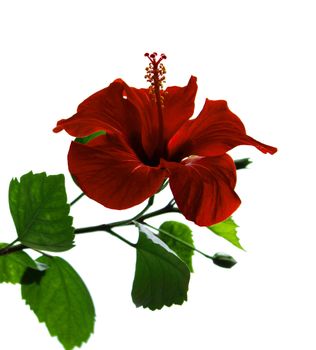 Red isolated open flower Chinese hibiscus (Hibiscus rosa-sinensis) on white background.