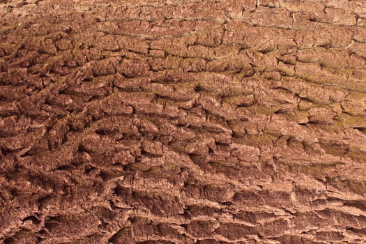 The surface of the bark on an old tree, oak (Quercus) in the Gatchina park, Leningrad region, Russia.