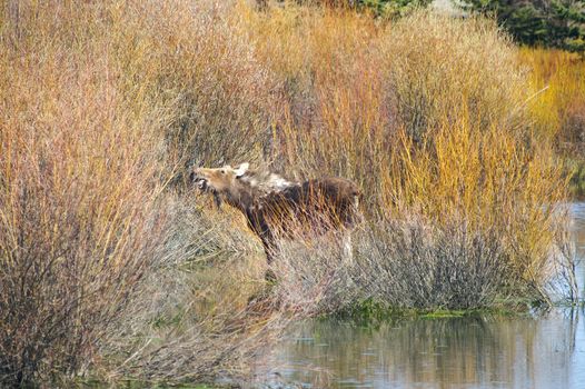 Moose in water in Grand Tetons National Park