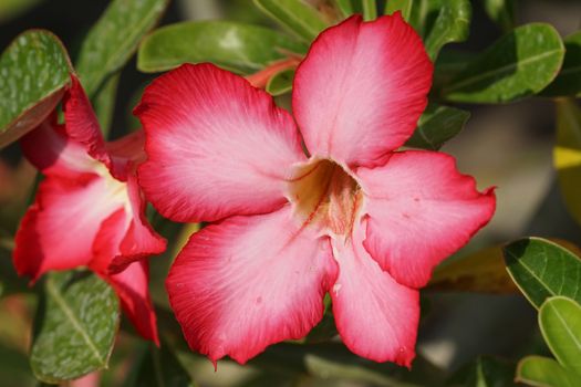 Desert-rose, flowers of Bali, Indonesia, Asia