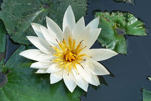 White water lily, flowers of Bali, Indonesia