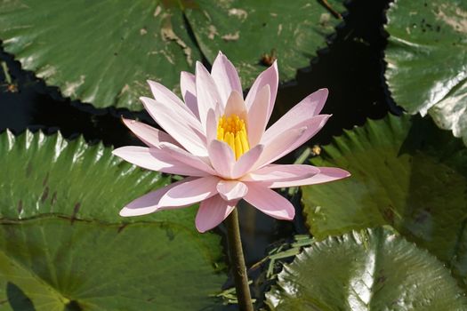 Pink water lily, flowers of Bali, Indonesia