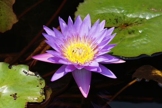 Pink water lily, flowers of Bali, Indonesia