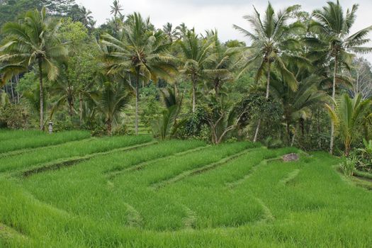 Rice field, Bali, Indonesia, Asia
