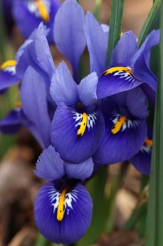 Dwarf beardless iris, flowers of the spring