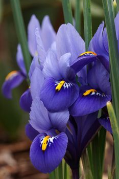 Dwarf beardless iris, flowers of the spring