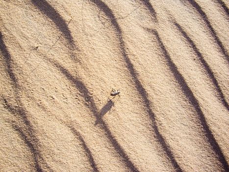 Beetle on the move in sand desert