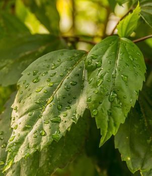 Tropical plants the Asia ,After than rain






Used for decoration X'mas season