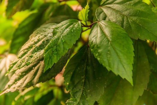 Tropical plants the Asia ,After than rain