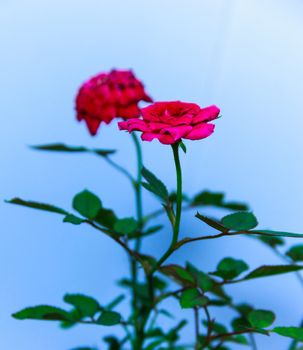 The flowers that represent of  love.