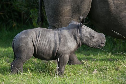 Cute one week old baby Rhino standing behind it's mother