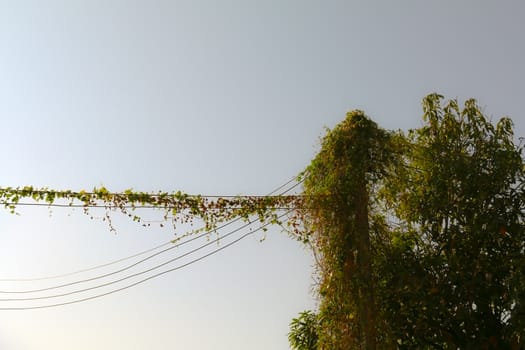Green leaves on the power electricity line