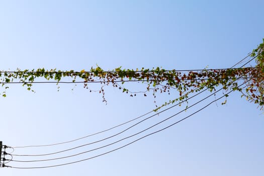 Green leaves on the power electricity line