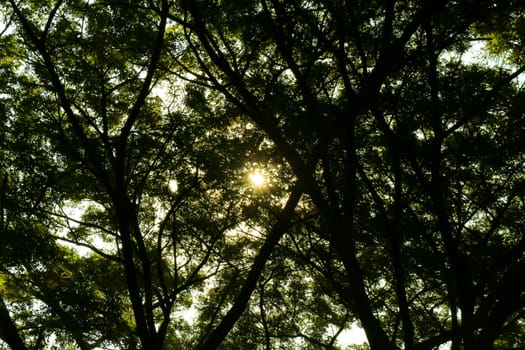 nature green wood sunlight backgrounds.