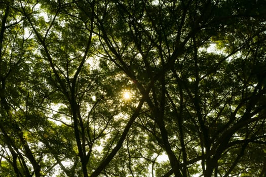 nature green wood sunlight backgrounds.