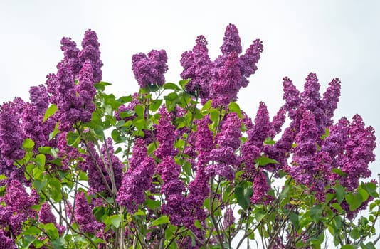 beautiful lilac bush on the background of bright sky