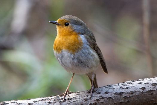 The photograph shows a robin on a branch