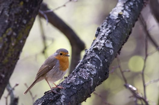The photograph shows a robin on a branch