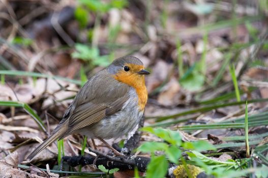 The photograph shows a robin on a branch