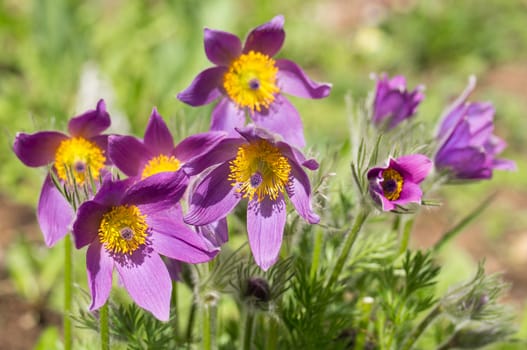 The photo shows the flowers sleep-grass