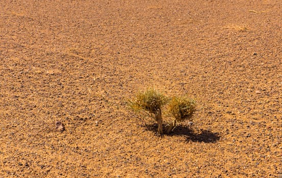 small green shrub in the Sahara desert