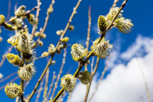 willow branches on a background of blue sky