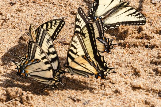 Some thirsty Canadian Tiger Swallowtail butterflies drinking water from the wet sand at the shore of a lake