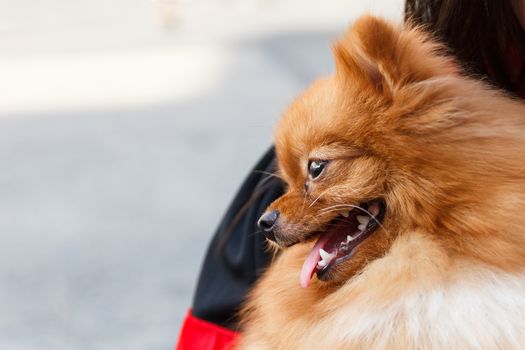 Side of Pomeranian dog in woman's arm.