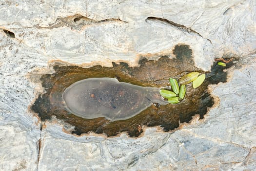 Water on granite stone with little plant.