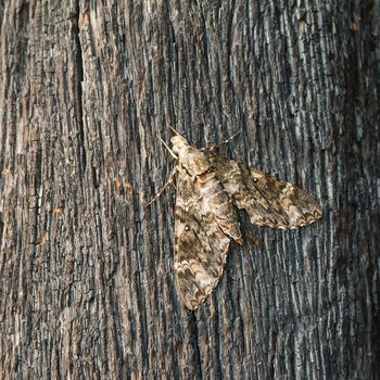 Moth standing still on wood.