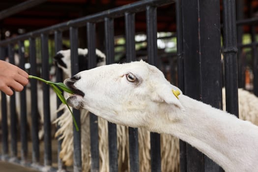 Hand feeding grass to goat in cage.